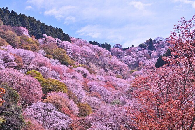 Cherry Blossom Buddha and Mt.Yoshino with Strawberry Picking Tour - Tsubosaka-dera Temple: the Great Cherry Blossom Buddha and giant stone Buddhas
