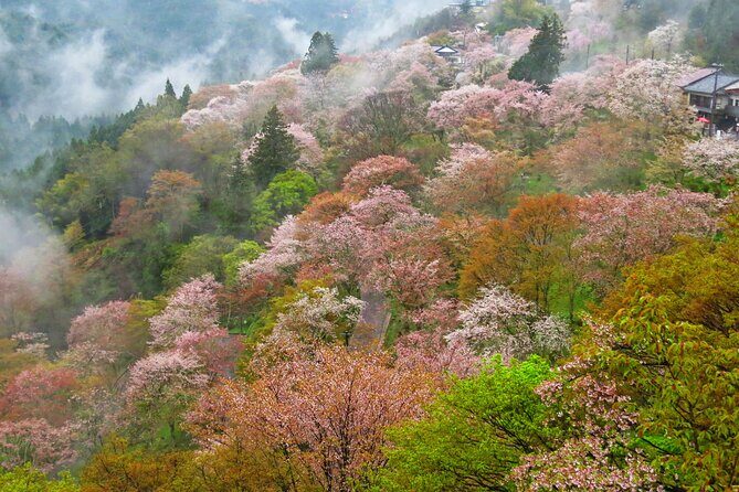 Cherry Blossom Buddha and Mt.Yoshino with Strawberry Picking Tour - Lunch and the boxed bento: what you’ll actually eat