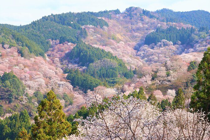 Cherry Blossom Buddha and Mt.Yoshino with Strawberry Picking Tour - Price and value: is $114.02 a fair deal?