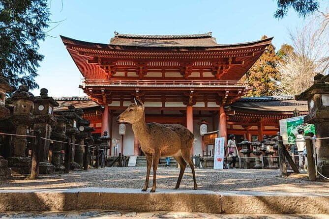 Exclusive Luxury Day Tours Serene Nara - Key highlights that matter before you go