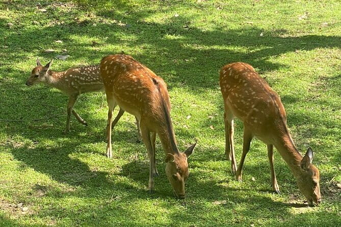 Exclusive Luxury Day Tours Serene Nara - Nara Park and Todai-ji: The Classic Start That Saves Energy