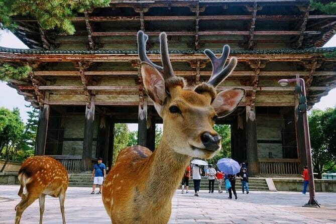 Exclusive Luxury Day Tours Serene Nara - Price and Value: What You Pay, What You Need to Budget in Yen