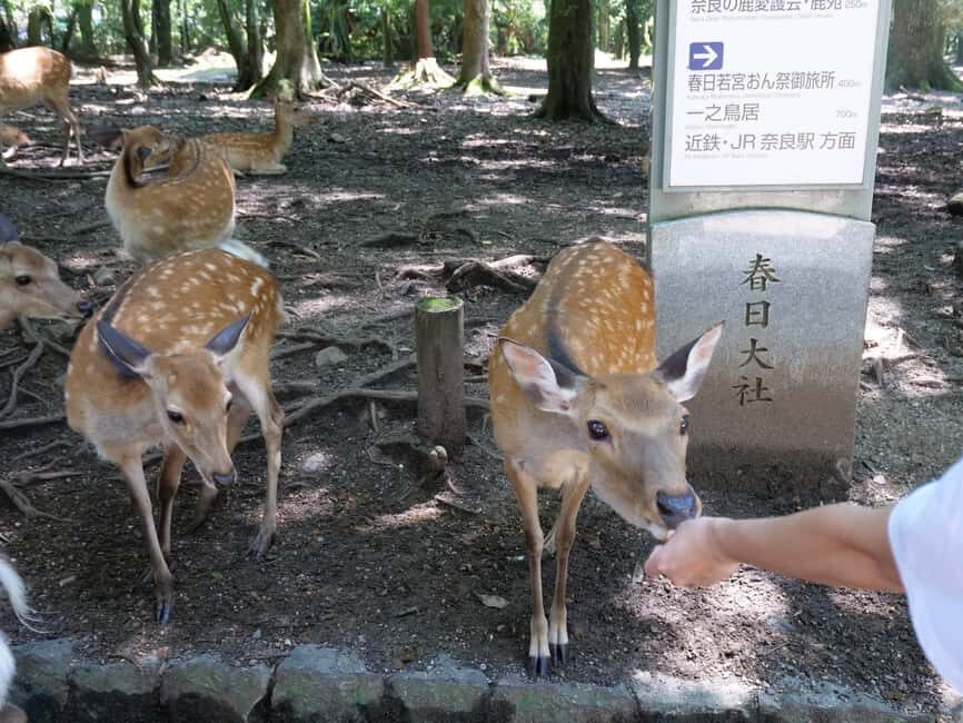 From Kyoto or Osaka: Kyoto Highlights & Nara Park Day Trip - Guide quality and timing: how to make the day feel smooth