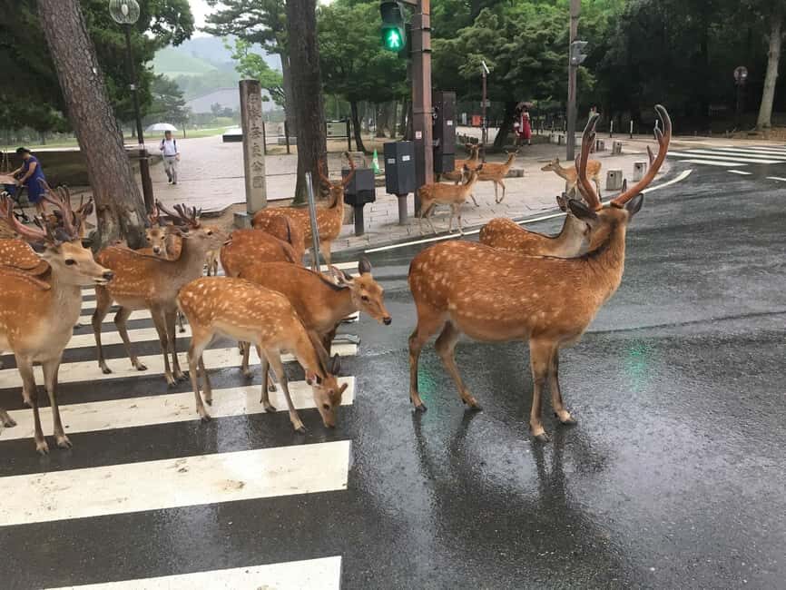 From Kyoto or Osaka: Kyoto Highlights & Nara Park Day Trip - Why this Kyoto-to-Nara trip works in 10 hours