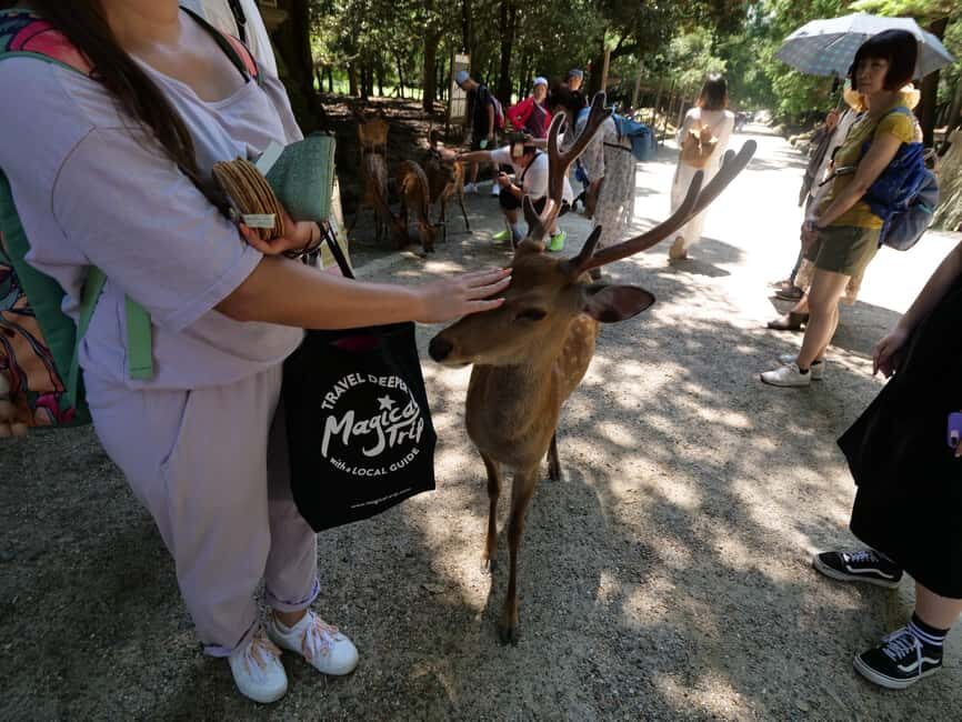 From Kyoto or Osaka: Kyoto Highlights & Nara Park Day Trip - Gion and Yasaka Shrine: the kimono photo option and how to use it well