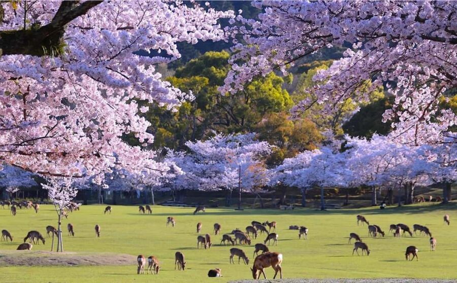 From Kyoto or Osaka: Kyoto Highlights & Nara Park Day Trip - Start smart: meeting points, drop-off in Osaka, and the email you must read
