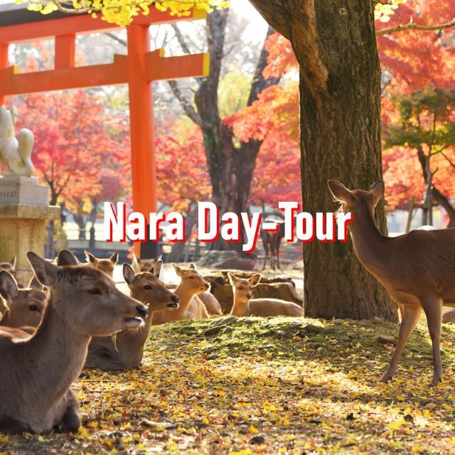 From Osaka: 10-hour Private Customized Tour to Nara - A private Osaka to Nara day that saves your energy