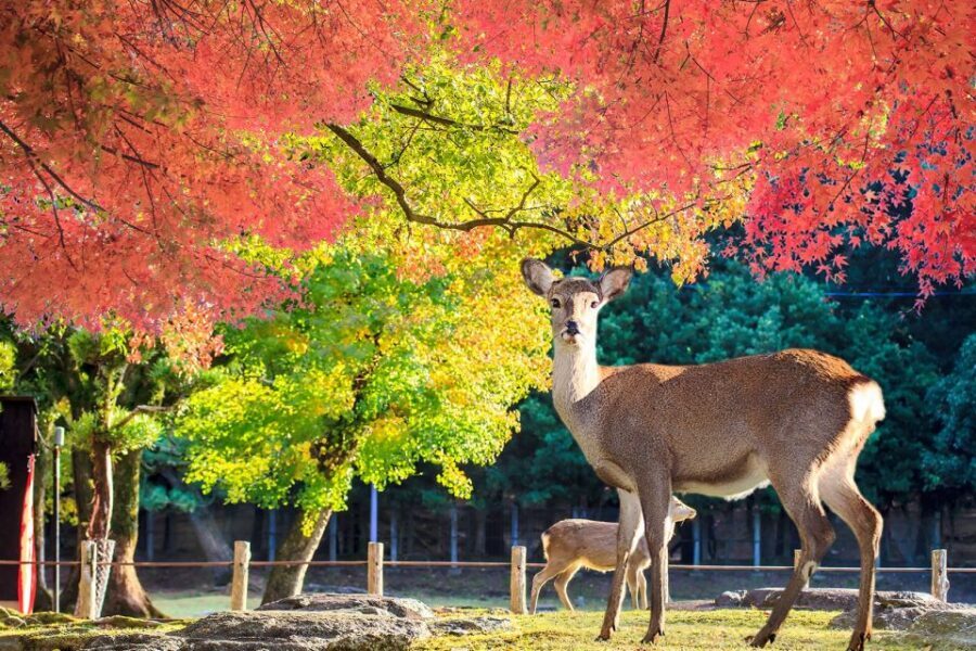 From Osaka: 10-hour Private Customized Tour to Nara - Nara Town Historic District: old streets, gardens, and temple variety