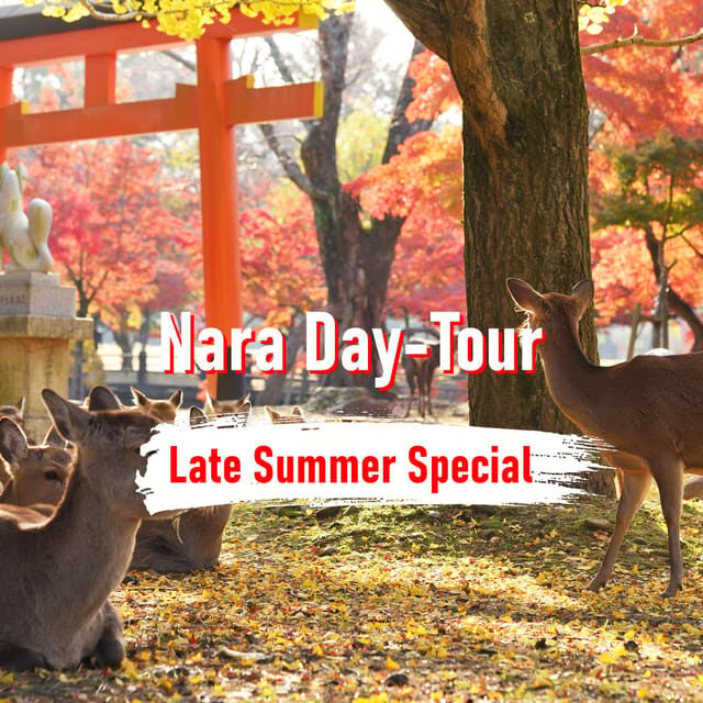From Osaka: 10-hour Private Customized Tour to Nara - Price and what you’re really paying for ($651 per group up to 3)