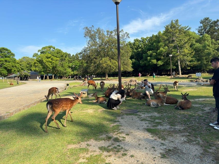 From Osaka/Kyoto: Nara One Day Private Tour - Kōfuku-ji: pagoda views and temple halls