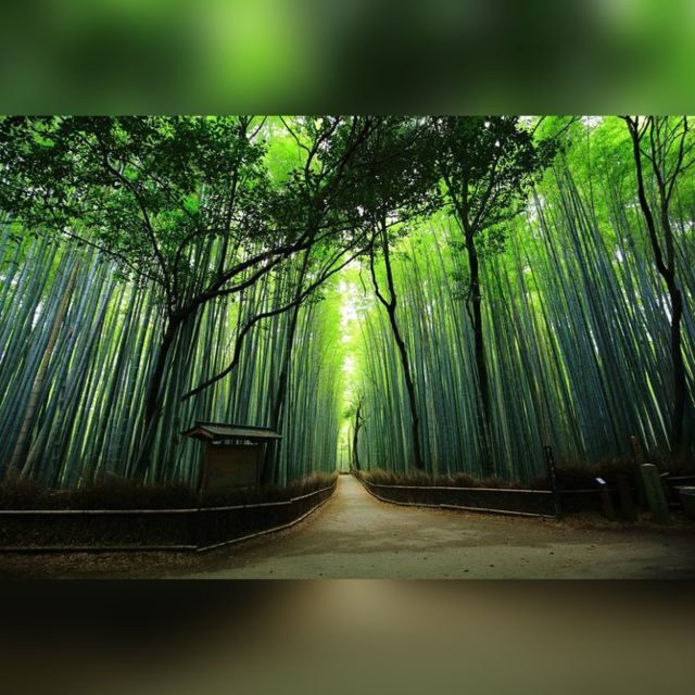 Full day Highlights destination of Kyoto with Hotel Pickup - Gion and Kimono Forest: Geisha-Era Atmosphere, Without the Pressure