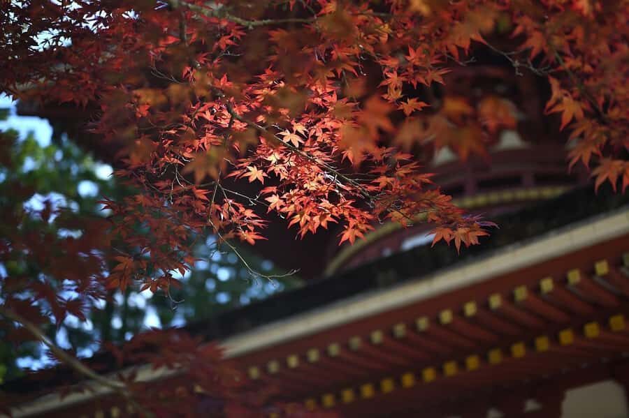 Koyasan: A Mysterious Meditation Journey - Should you book this tour?