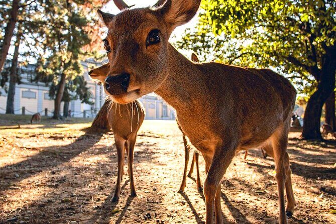 Kyoto and Nara Day Tour From Osaka with Deer Sightings - Downtown Osaka after Kyoto: Shinsaibashi-suji for food and strolling