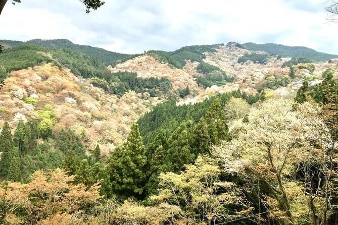Kyoto One Day Sightseeing Tour from Osaka or Kyoto - Arashiyama Kimono Forest: A Color Stop That’s Easy to Miss