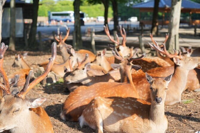 Nara Early Morning Tour (Osaka Departure Option) - Key highlights you’ll feel fast