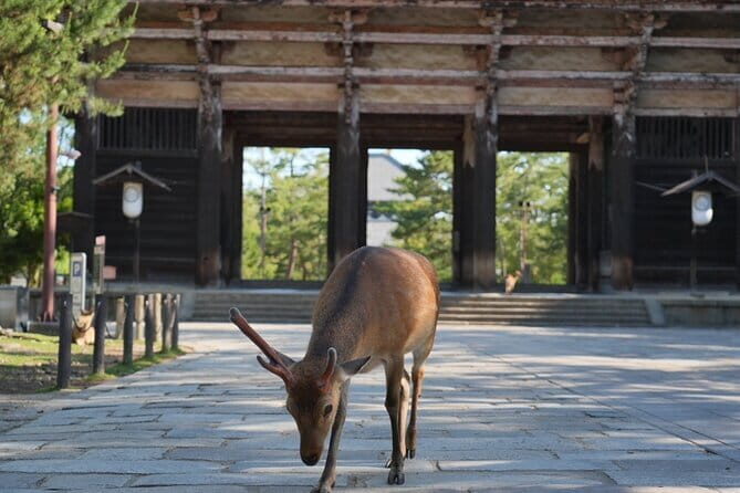 Nara Early Morning Tour (Osaka Departure Option) - Osaka Meeting Point: A Simple Start With Real Time-Saving