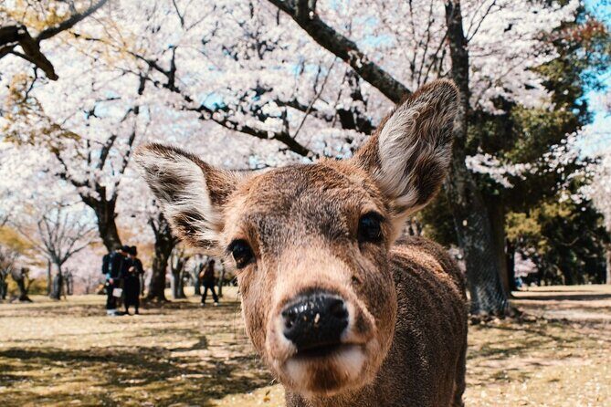 Nara : Private Day Walking Tour (From Osaka/Kyoto Possible) - Key takeaways before you go