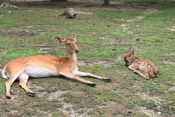 Nara private tour (Shore excursion available from Osaka or Kobe port) - Key highlights that make this Nara day work