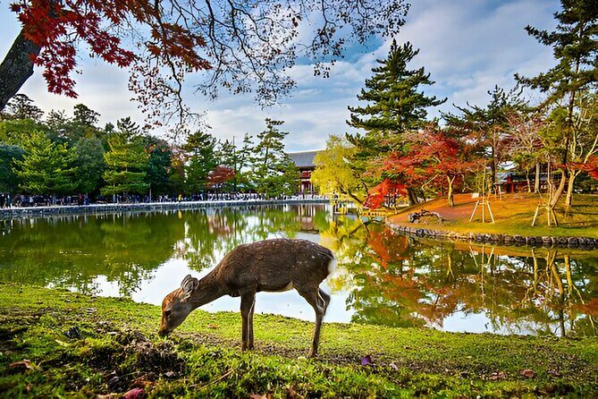 Nara Private Tour with Pick and Drop and English Speaking Driver - Who this tour is best for (and who should think twice)