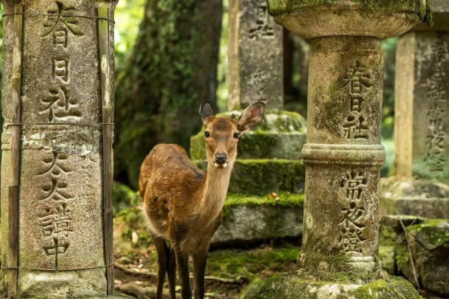 Osaka and Nara Customized Private tour with English Driver - The 8–10 Hour Rhythm (And Why It Matters)