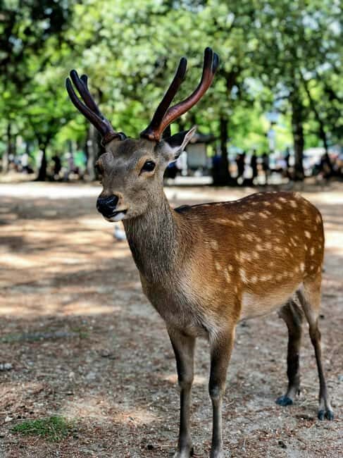 Osaka and Nara Customized Private tour with English Driver - Price and What $380 Per Group Actually Buys