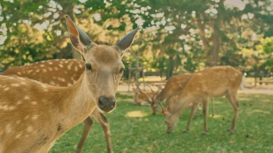 Osaka and Nara Customized Private tour with English Driver - Driver, English, and the Right Expectation