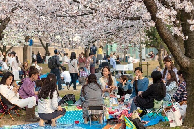 Osaka Private Cherry Blossom Tour with a Local – Picnic Included - A private hanami plan that feels like Osaka, not a checklist