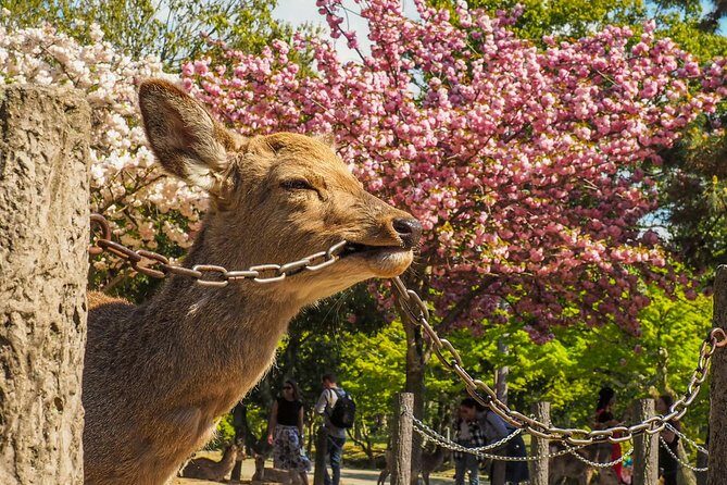 Osaka Private Cherry Blossom Tour with a Local – Picnic Included - Osaka Mint Bureau sakura variety week: for people who like details