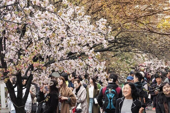 Osaka Private Cherry Blossom Tour with a Local – Picnic Included - The Four Heavenly Kings temple garden: smaller bloom, strong atmosphere