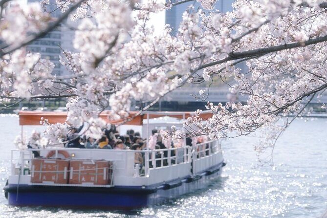 Osaka Private Cherry Blossom Tour with a Local – Picnic Included - Price and value: what $181.33 really buys you