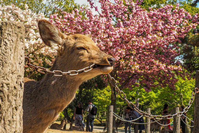 Osaka to Nara Day Trip with a Local – Private & Personalized - Deer First, Temples Next: Why This Nara Day Trip Feels Personal