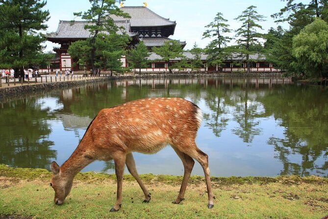 Private Tour to Nara from Osaka with English speaking Driver - Key highlights at a glance