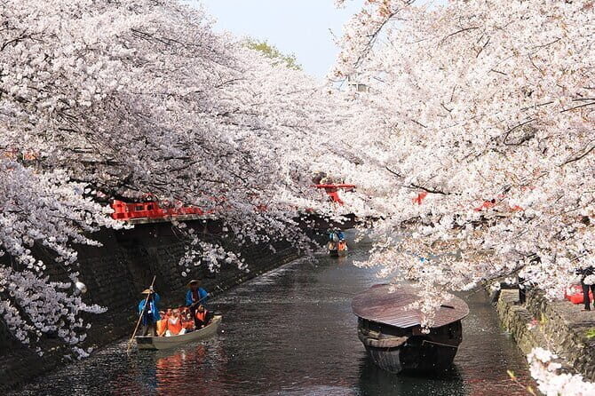 Sakura Magic and Nabana No Sato Day Tour From Osaka - Lunch, Water, and What the Included Package Really Means